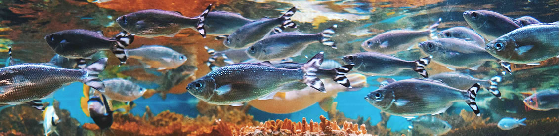 elegir filtro biologico acuario en Edasur